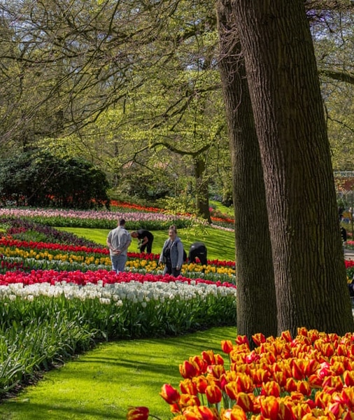 entrada keukenhof ()